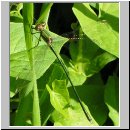 Lestes viridis - Weidenjungfer m05.jpg